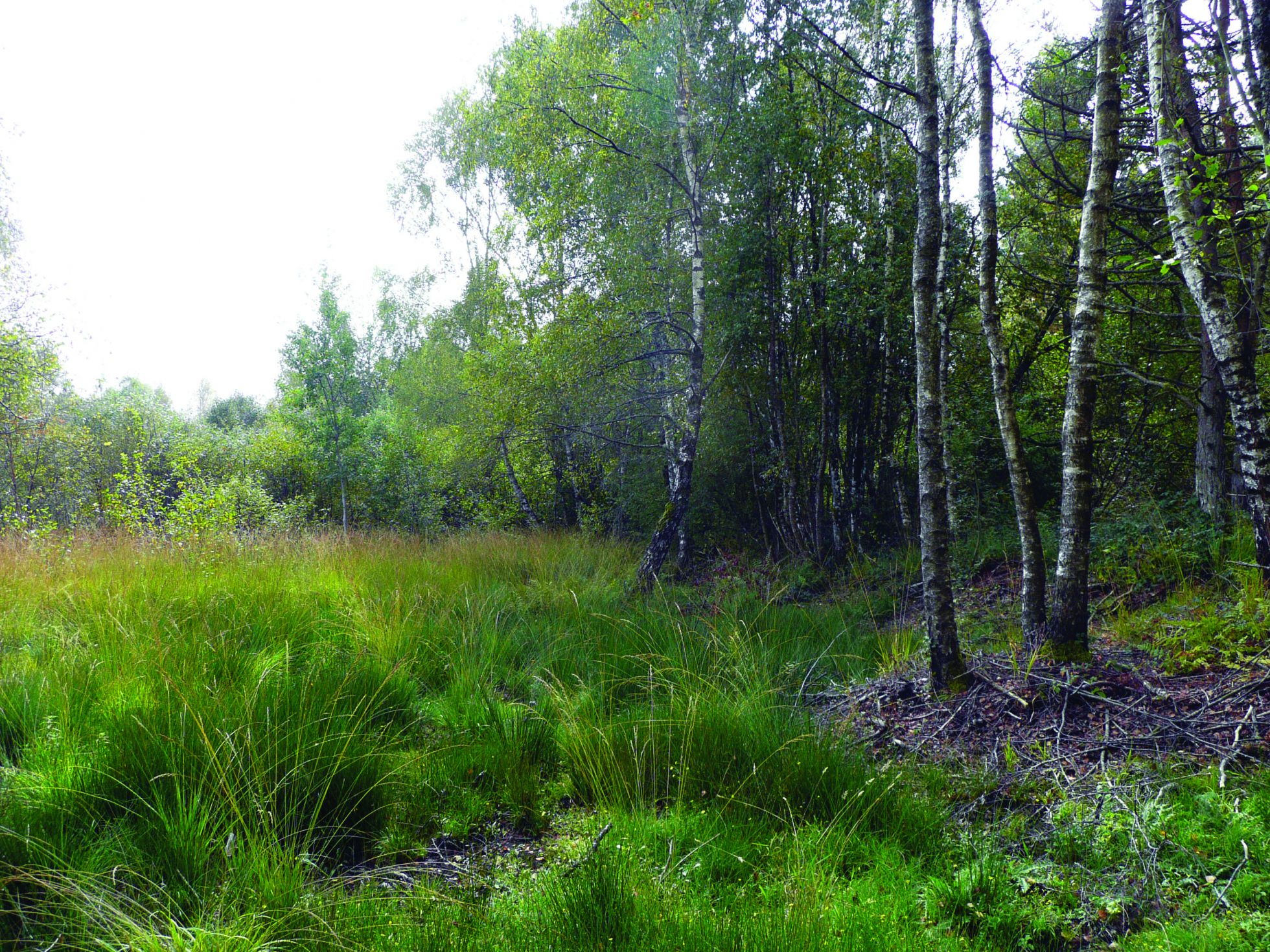 Réserve naturelle régionale des tourbières du Morvan ©PNRM