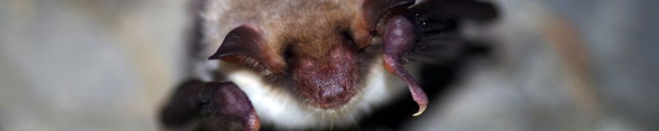 Grand murin - Myotis myotis © Thomas Tricone