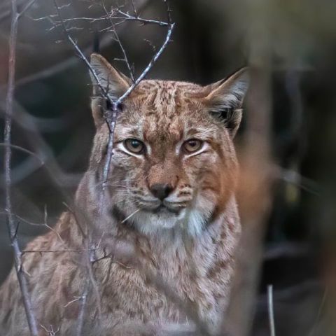 Femelle Lynx @V. Frochot