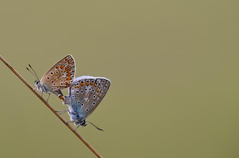 Accouplement de papillon azuré