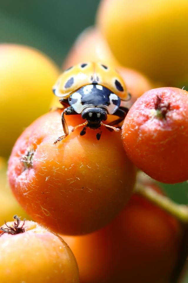 Anatis ocellata_ @M.Carnet 