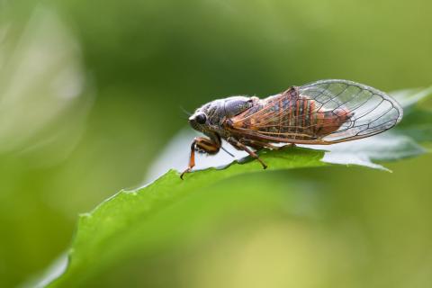 Cicadetta groupe montana