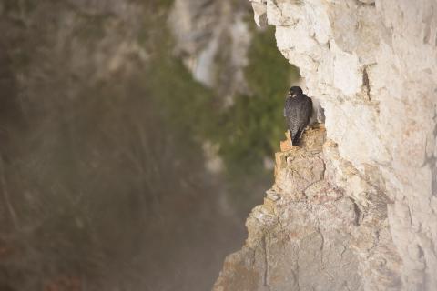Faucon pèlerin - Falco peregrinus