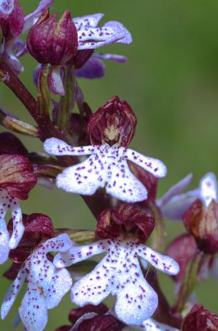 L'orchis pourpre (Orchis purpurea)