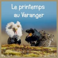 Le printemps au Varanger  @P. Contassot