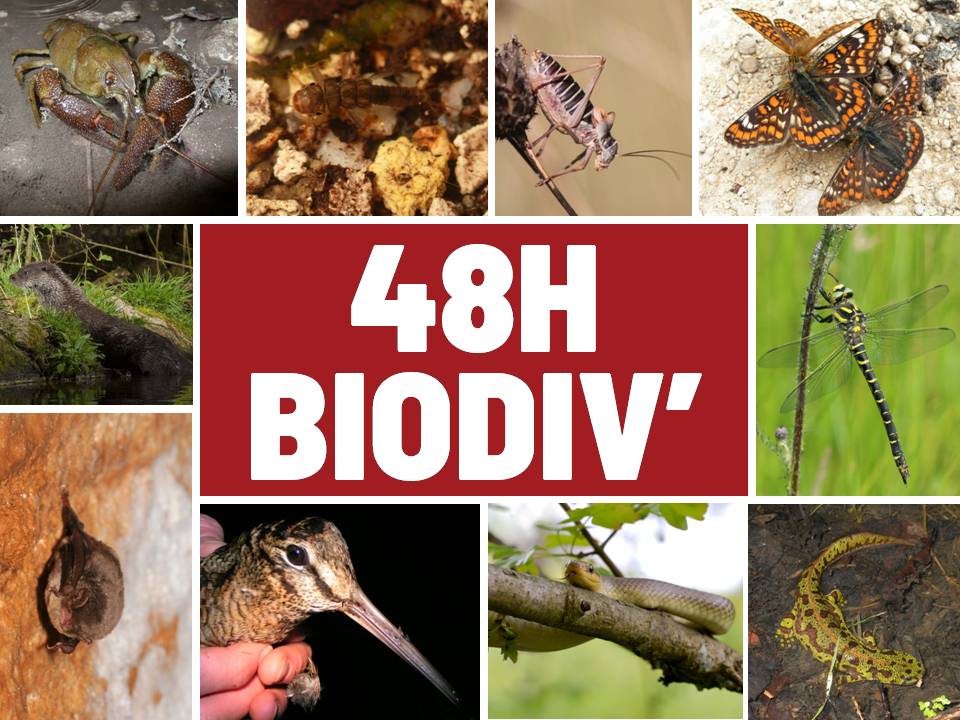 Les 48h Biodiv' @© SHNA-OFAB