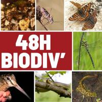 Les 48h Biodiv' @© SHNA-OFAB