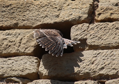 les ailes des pierres 2 - faucon crécerelle 