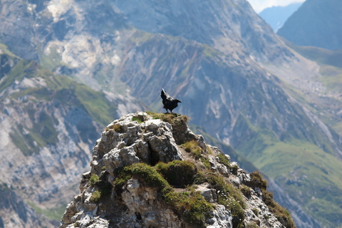 maitre corbeau sur sa montagne perché
