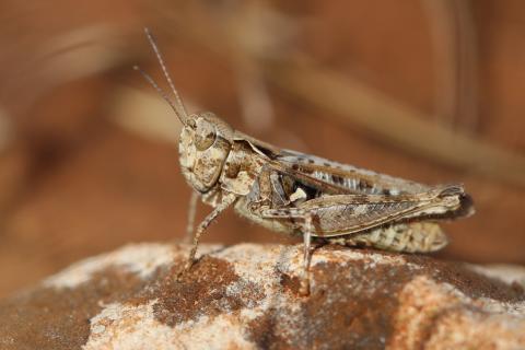 Myrmeleotettix maculatus