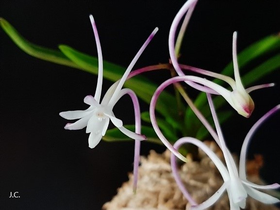 Neofinetia falcata @J.C