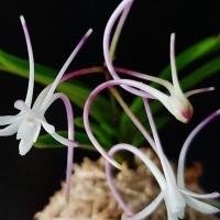 Neofinetia falcata @J.C