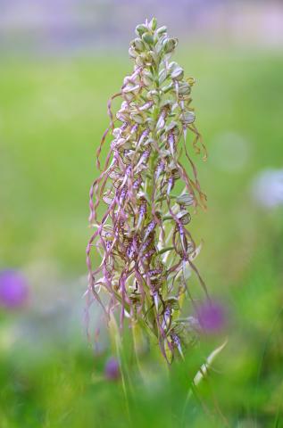 orchis bouc  /  Himantoglossum hircinum
