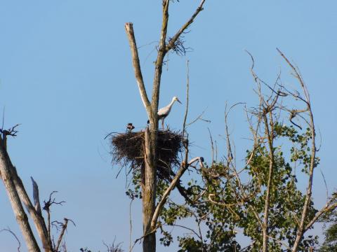 promenade et vue sur le nid de la cigogne