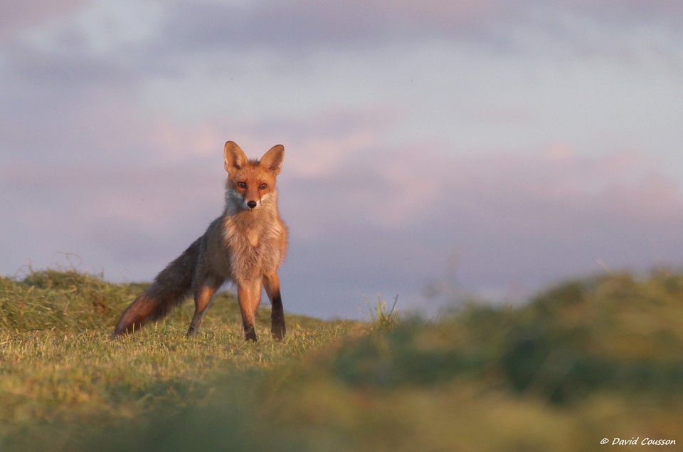 Renard roux @David COUSSON