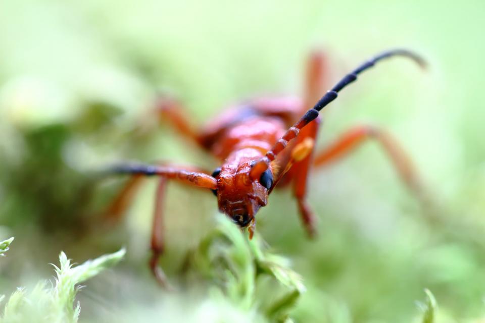 Rhamnusium bicolor @M.Carnet